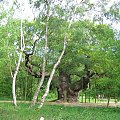 Sherwood Forest - Major Oak