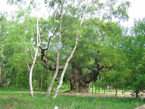 Sherwood Forest - Major Oak