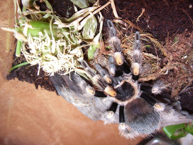 B. smithi