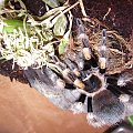 B. smithi