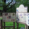 Sherwood Forest - Major Oak