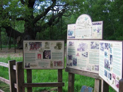 Sherwood Forest - Major Oak