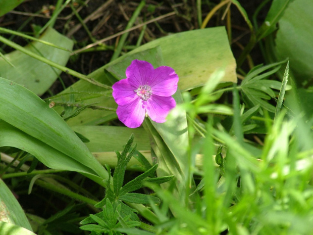 bodziszek (geranium) #kwiaty