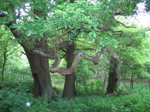 Sherwood Forest