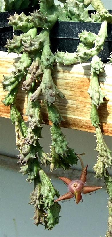 Śmierdziuszki #kwiaty #kaktusy #przyroda