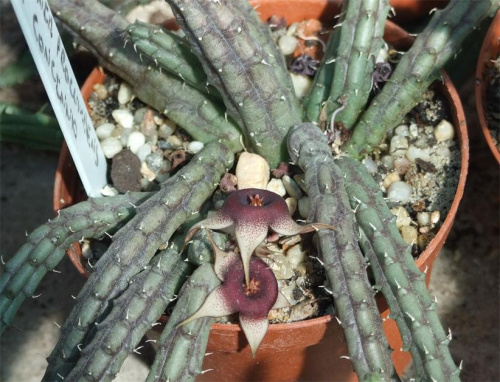 Śmierdziuszki #kaktusy #kwiaty #przyroda