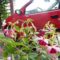 #FiatPuntoII