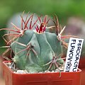 Ferocactus Flavovirens RS-878
Zapotitln Salinas, Puebla, Mexico