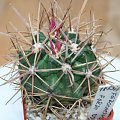 Ferocactus Fordii DJF-7