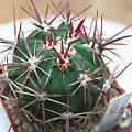 Ferocactus Fordii PP-135
Ej Valle Tranquilo,
Baja California, Mexico 10m