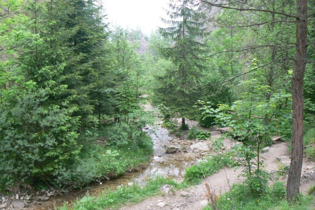 Obrazków kilka z wąwozu Homole. Landszafcik ze strumyczkiem. Odczuwam brak ryczącego jelenia ;)