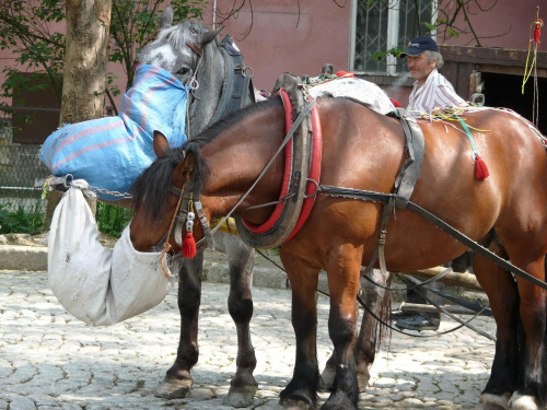 Krynica Zdrój-2007 #konie #Krynica #Postój