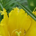 tulipan - jego wnętrze #kwiaty