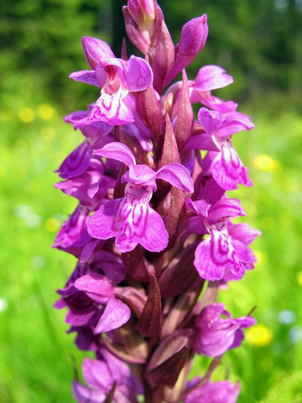 Stoplamek szerokolistny (Dactylorhiza majalis) #przyroda