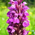 Stoplamek szerokolistny (Dactylorhiza majalis) #przyroda