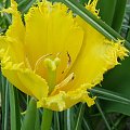 tulipan - jego wnętrze #kwiaty