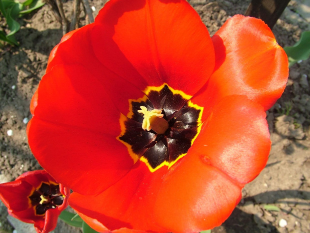 tulipan #kwiaty