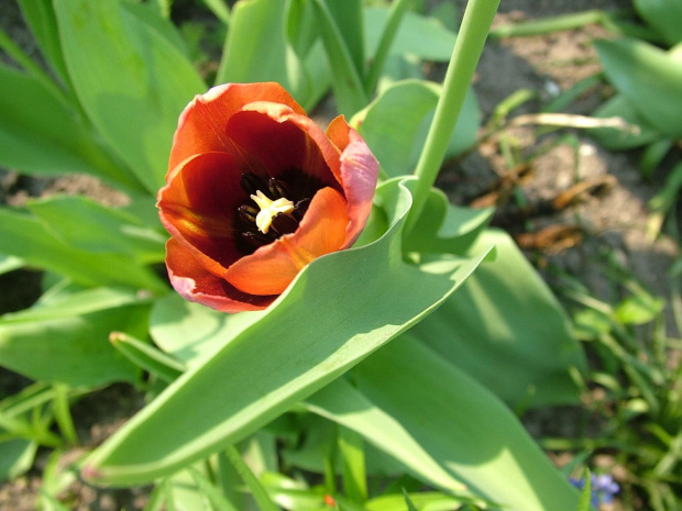 tulipan #kwiaty