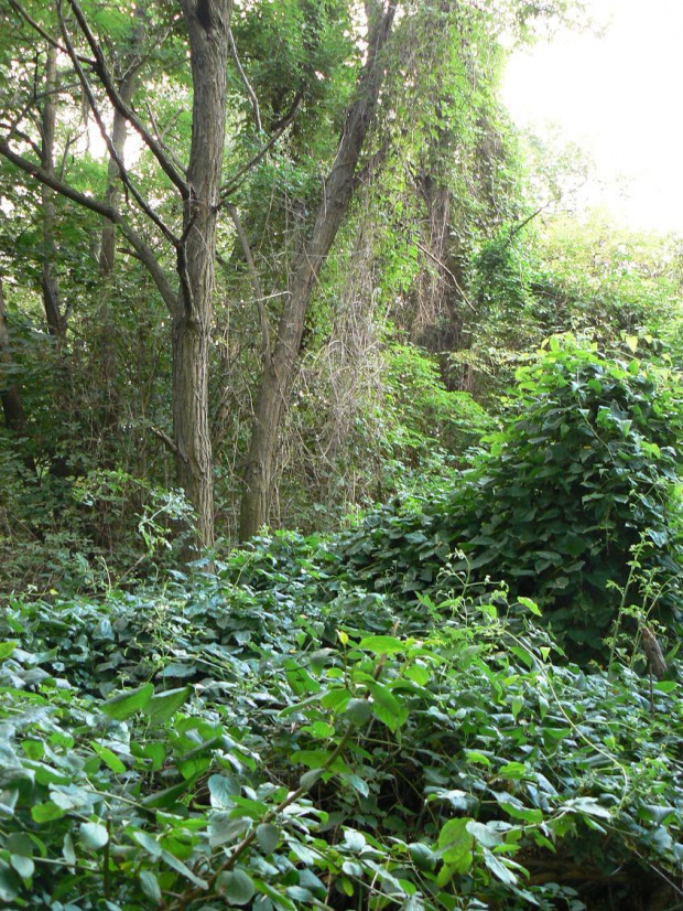 Natur-Park Schöneberger Südgelände w Berlinie #Berlin