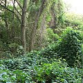 Natur-Park Schöneberger Südgelände w Berlinie #Berlin