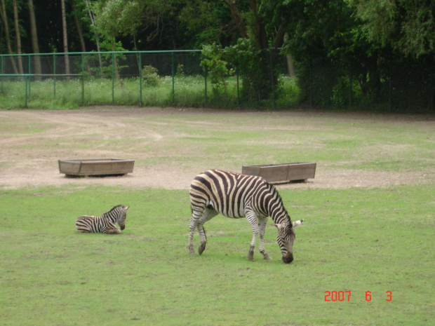 WYCIECZKA DO ZOO Z HANIĄ PRZEMKIEM SZYMKIEM I LIVIĄ