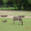 WYCIECZKA DO ZOO Z HANIĄ PRZEMKIEM SZYMKIEM I LIVIĄ