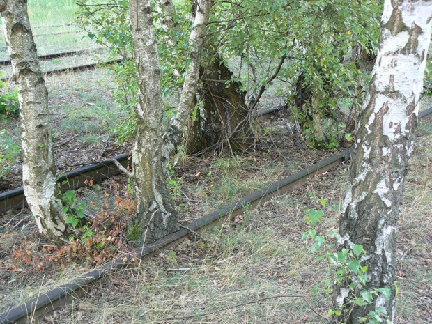 Natur-Park Schöneberger Südgelände w Berlinie #Berlin