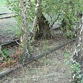 Natur-Park Schöneberger Südgelände w Berlinie #Berlin