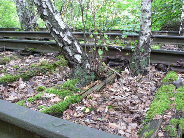 Natur-Park Schöneberger Südgelände w Berlinie #Berlin