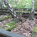 Natur-Park Schöneberger Südgelände w Berlinie #Berlin