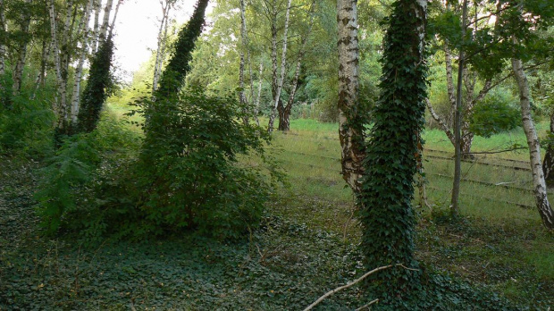 Natur-Park Schöneberger Südgelände w Berlinie #Berlin