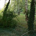 Natur-Park Schöneberger Südgelände w Berlinie #Berlin