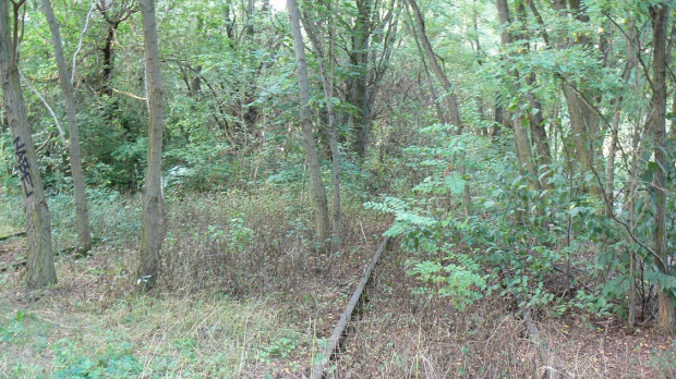 Natur-Park Schöneberger Südgelände w Berlinie #Berlin