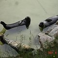 WYCIECZKA DO ZOO Z HANIĄ PRZEMKIEM SZYMKIEM I LIVIĄ