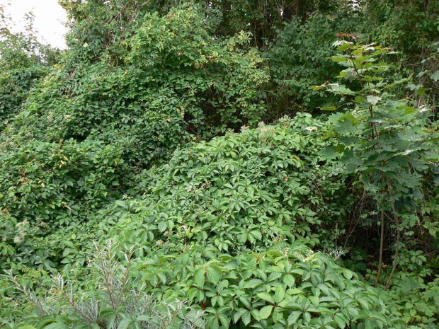 Natur-Park Schöneberger Südgelände w Berlinie #Berlin