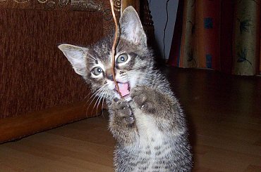 i do góry! Hop! #kot #koteczek #kruszynka #mały #fajny