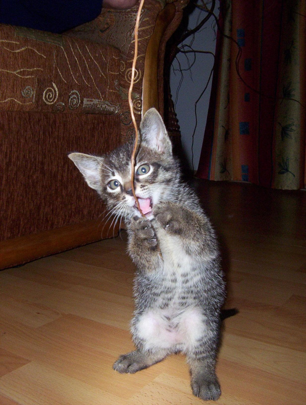 i do góry! Hop! #kot #koteczek #kruszynka #mały #fajny