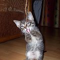 i do góry! Hop! #kot #koteczek #kruszynka #mały #fajny