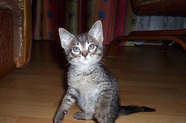 :-) Mały! #kot #koteczek #kruszynka #mały #fajny