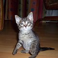 :-) Mały! #kot #koteczek #kruszynka #mały #fajny