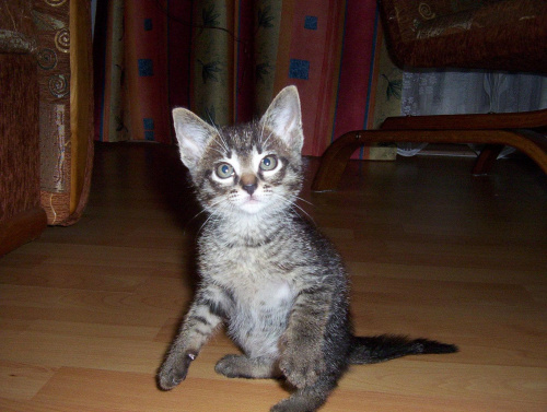 :-) Mały! #kot #koteczek #kruszynka #mały #fajny