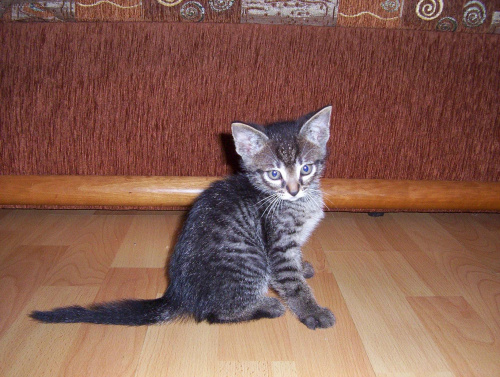 Jaki ja malutki jestem:-) #kot #koteczek #kruszynka #mały #fajny