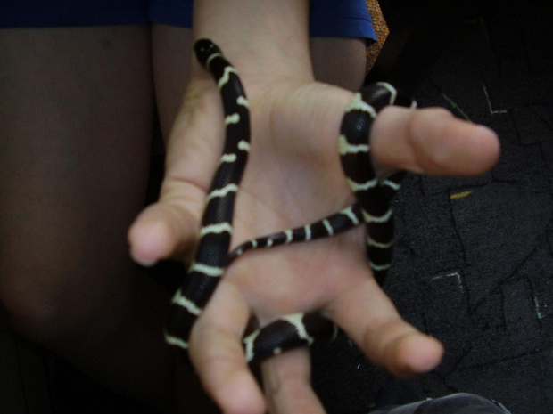 Lampropeltis