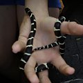 Lampropeltis