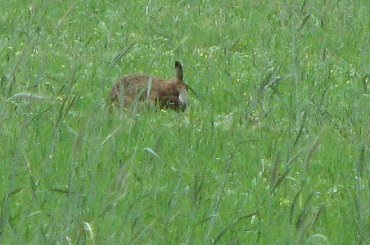 Zając szarak #Zając