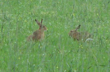 Zając szarak #Zając