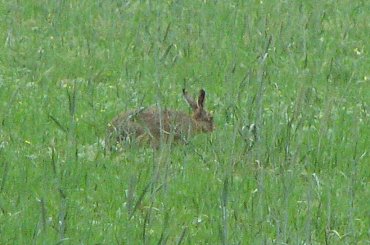 Zając szarak #Zając