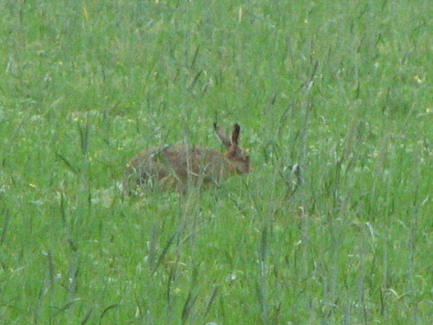 Zając szarak #Zając