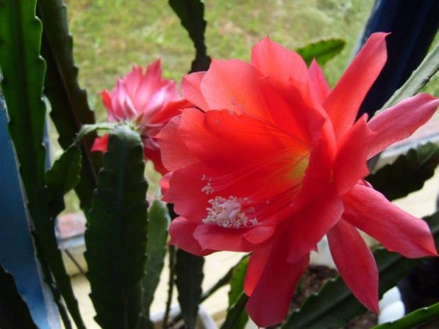 Kwiat kaktusa #Kwiat #Kwiaty #Czerwień