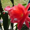 Kwiat kaktusa #Kwiat #Kwiaty #Czerwień
